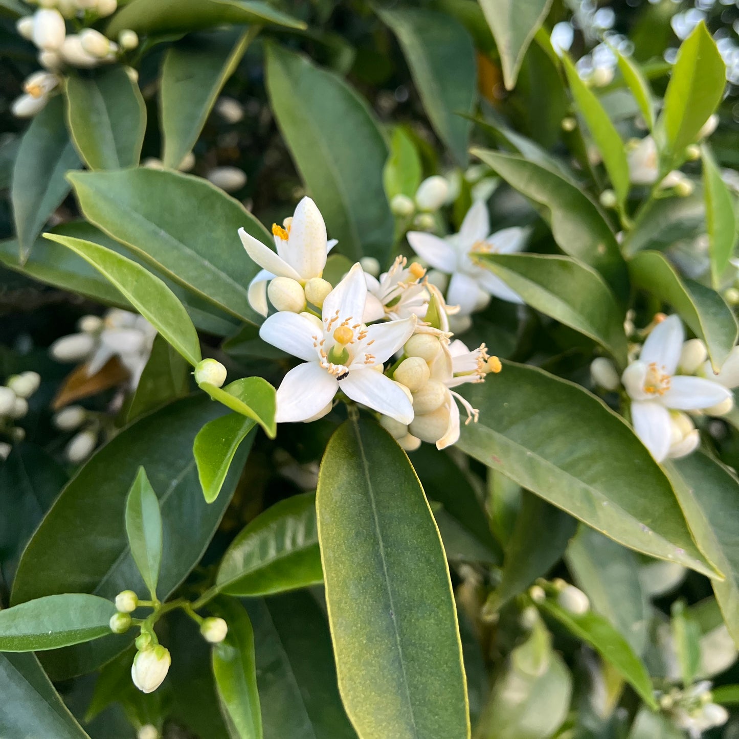 Tunisian Neroli