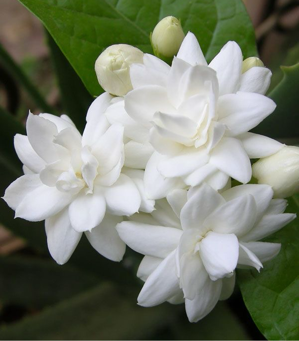 Jasmine Sambac