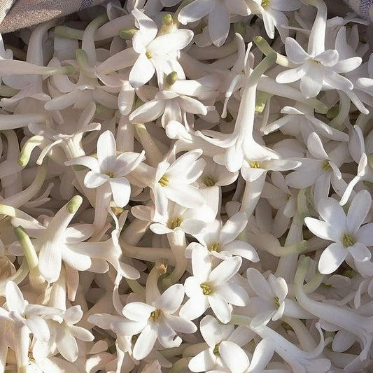 Jasmine Officinale
