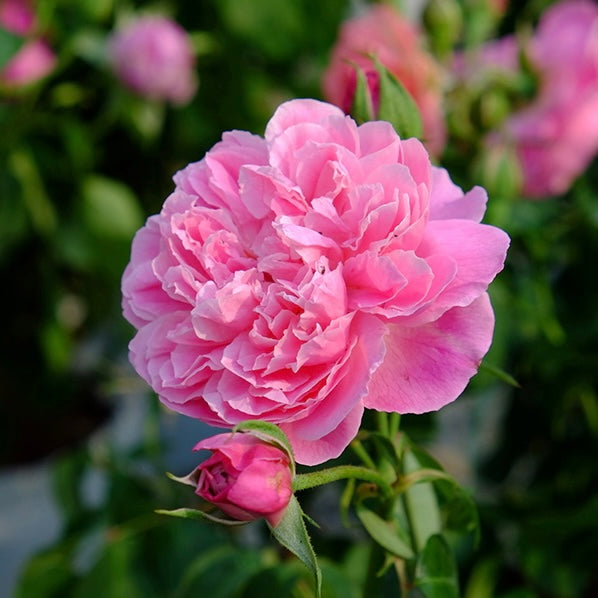Persian Rose Otto