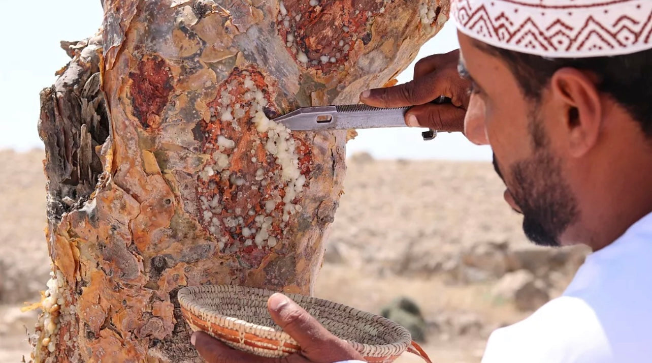 Royal Green Omani Frankincense (Consumption & Bukhoor)